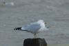 Ring-billed Gull at Rossi's Ice Cream, Westcliff (Richard Howard) (25707 bytes)